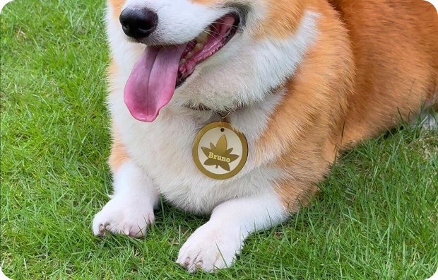オリジナル刻印入りのペットタグを付けた犬